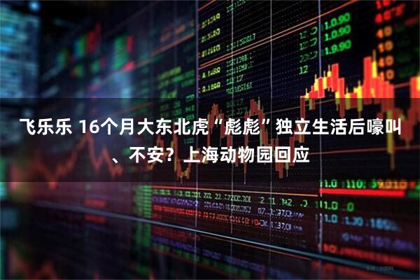 飞乐乐 16个月大东北虎“彪彪”独立生活后嚎叫、不安？上海动物园回应